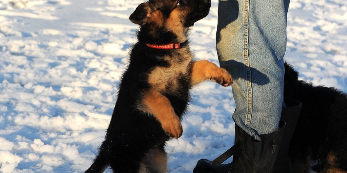 Reinrassiger Deutscher Schäferhund: Alles, was Sie wissen müssen